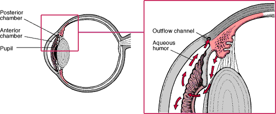 aqueous humor